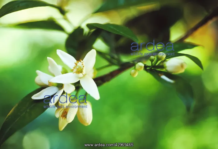 : Tangerine, Citrus reticulata : Tangerine, Citrus reticulata
