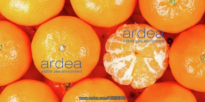 : Tangerine Clementine Fruit Tangerine Clementine : Tangerine Clementine Fruit Tangerine Clementine