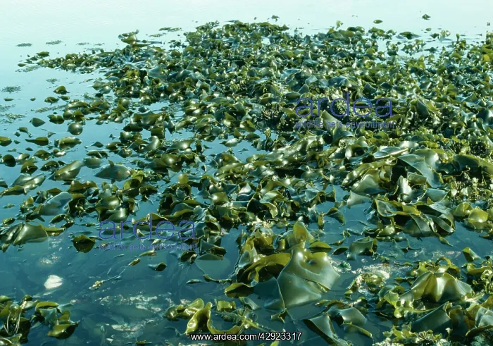 : Tanggle Kelp / Oarweed - Seaweed : Tanggle Kelp / Oarweed - Seaweed