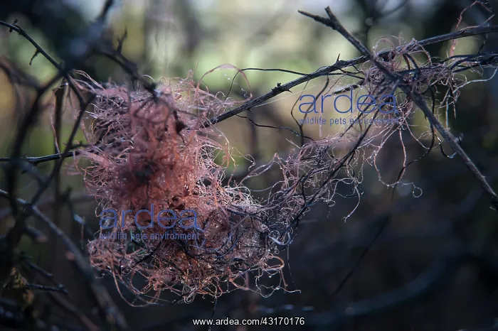 : Tangle of discarded orange nylon string caught in bare bramb : Tangle of discarded orange nylon string caught in bare bramb