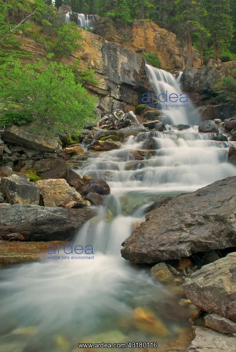 : Tangle Falls, Jasper National Park : Tangle Falls, Jasper National Park