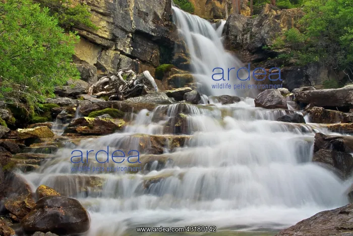 : Tangle Falls, Jasper National Park : Tangle Falls, Jasper National Park