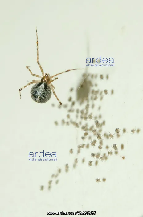 : Tangle-web Spider with spiderlings : Tangle-web Spider with spiderlings