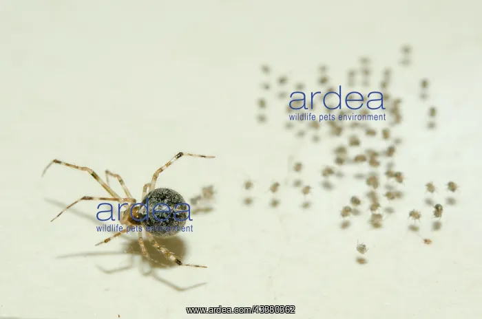 : Tangle-web Spider with spiderlings : Tangle-web Spider with spiderlings