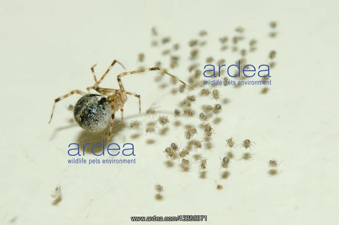 : Tangle-web Spider with spiderlings : Tangle-web Spider with spiderlings