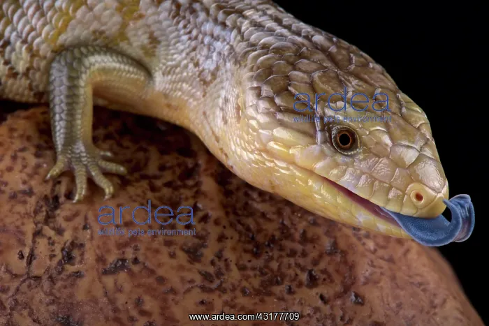 : Tanimbar blue tongue skink (Tiliqua scincoides chimaerea) : Tanimbar blue tongue skink (Tiliqua scincoides chimaerea)