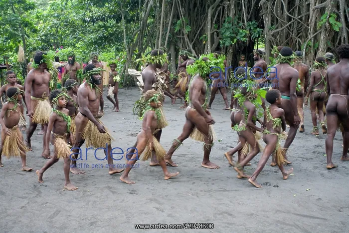 : Tanna Island men doing a traditional dance : Tanna Island men doing a traditional dance