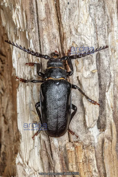 : Tanner beetle (Prionus coriarius) sitting on a dead : Tanner beetle (Prionus coriarius) sitting on a dead