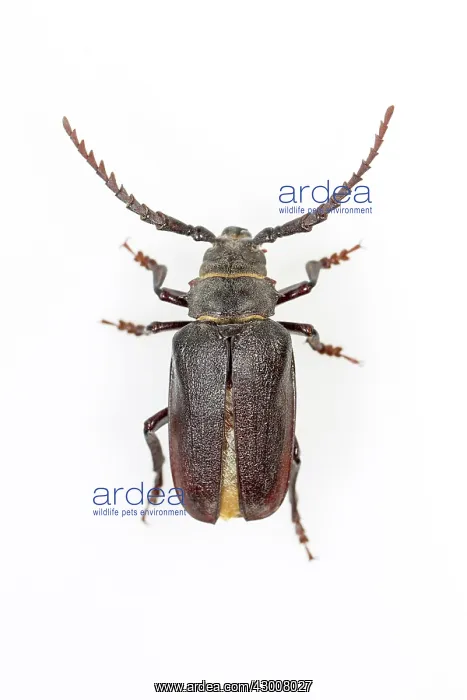 : Tanner Beetle on white background Allariz, Galicia, Spain : Tanner Beetle on white background Allariz, Galicia, Spain