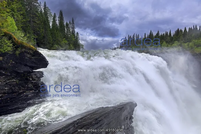 : Tannforsen falls in spring near Are on the Indalsalven River : Tannforsen falls in spring near Are on the Indalsalven River
