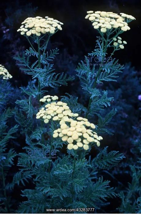 : TANSY : TANSY