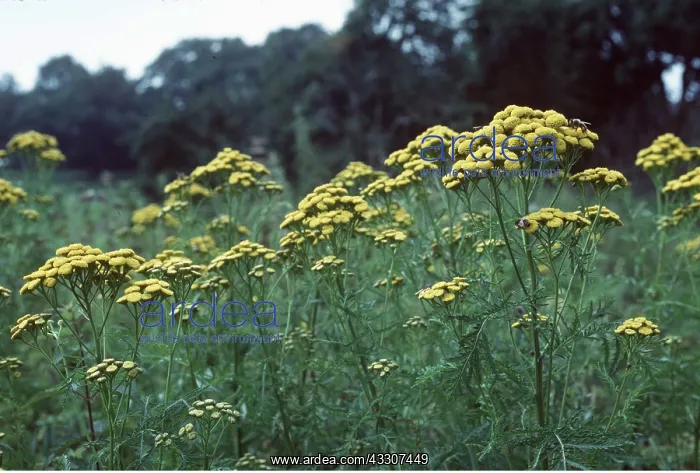 : TANSY : TANSY