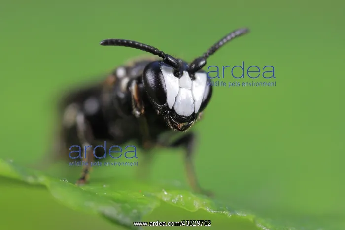 : Tansy masked bee (Hylaeus nigritus), male, extre : Tansy masked bee (Hylaeus nigritus), male, extre