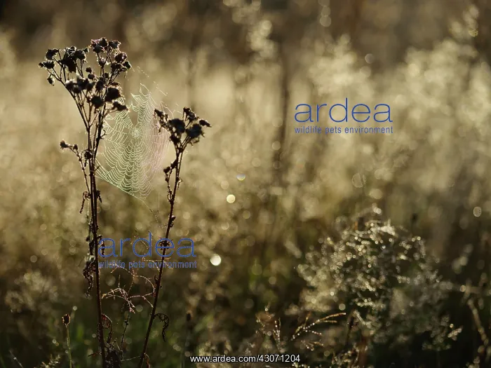 : Tansy Ragwort : Tansy Ragwort
