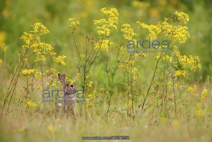 : Tansy Ragwort : Tansy Ragwort