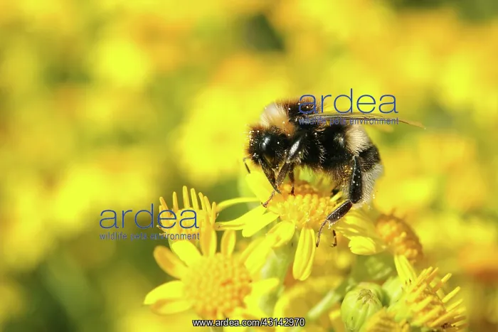 : Tansy Ragwort : Tansy Ragwort