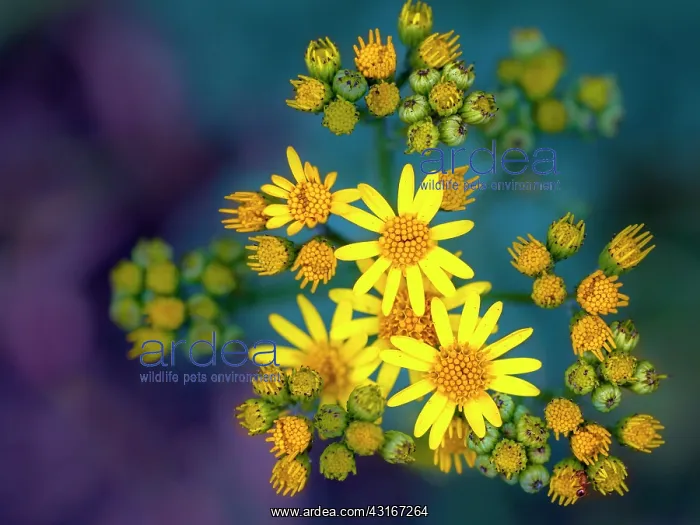 : Tansy Ragwort : Tansy Ragwort