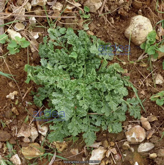 : Tansy Ragwort plant : Tansy Ragwort plant