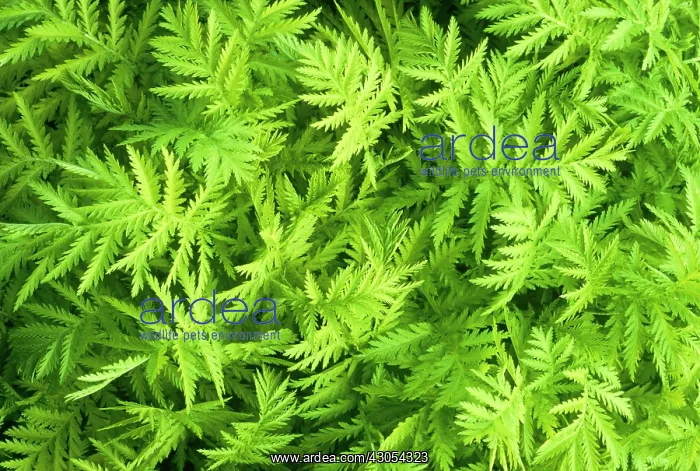 : Tansy, Tanacetum vulgare : Tansy, Tanacetum vulgare