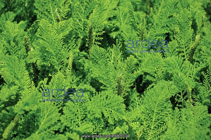 : Tansy, Tanacetum vulgare : Tansy, Tanacetum vulgare