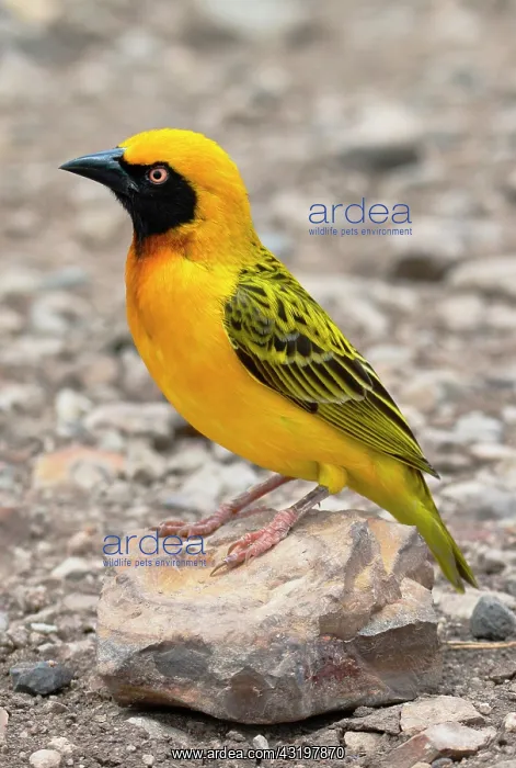 : Tanzania : Tanzania