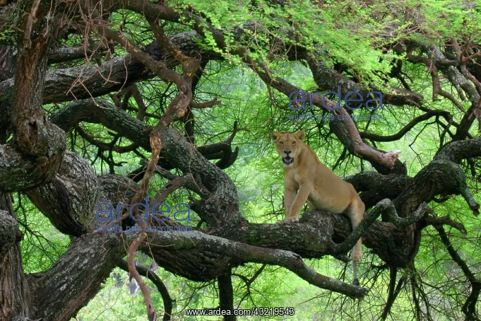 : Tanzania. African lioness rests on tree : Tanzania. African lioness rests on tree