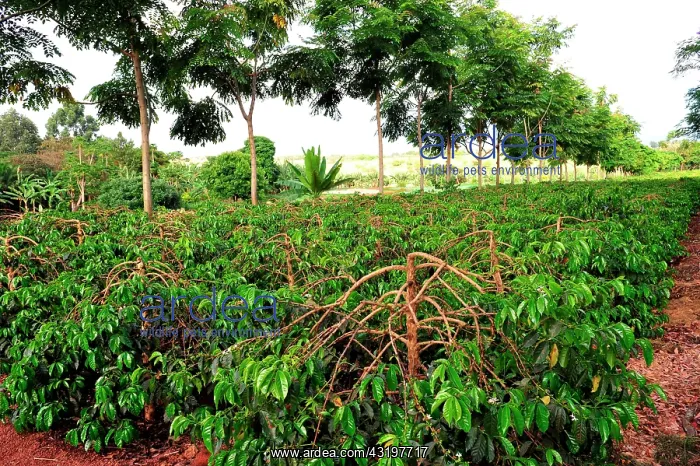 : Tanzania. Arusha. The first coffe plantations have : Tanzania. Arusha. The first coffe plantations have