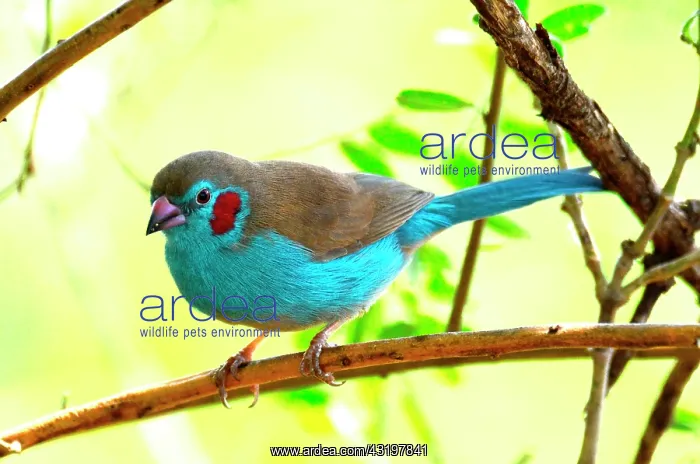 : Tanzania. Bird watching. Red cheek cordon bleu : Tanzania. Bird watching. Red cheek cordon bleu