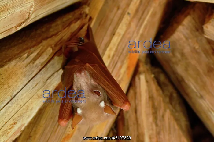 : Tanzania. Birdwatching. Fruit bat : Tanzania. Birdwatching. Fruit bat