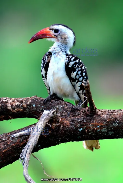 : Tanzania. Birdwatching. Red-billed Hornbill : Tanzania. Birdwatching. Red-billed Hornbill