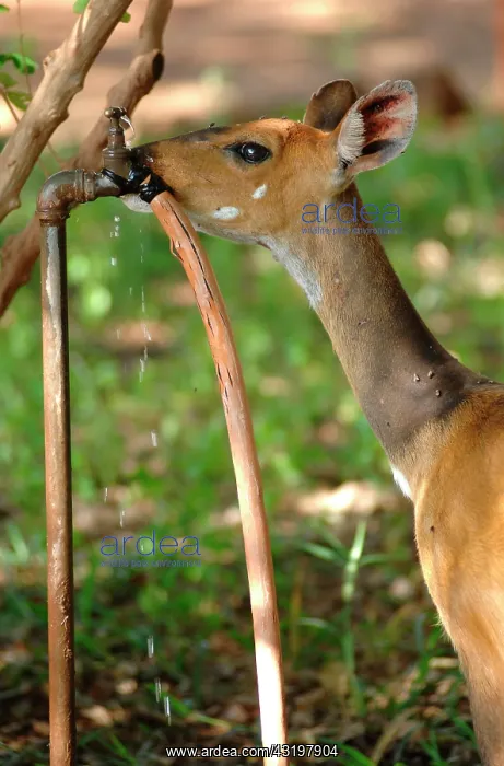 : Tanzania. Bushbuckdrinking at a tap in a lodge : Tanzania. Bushbuckdrinking at a tap in a lodge