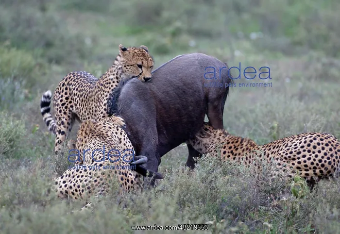 : Tanzania. Cheetahs killing wildebeest : Tanzania. Cheetahs killing wildebeest