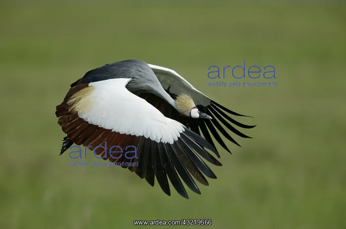 : Tanzania. Flying grey-crowned crane with : Tanzania. Flying grey-crowned crane with