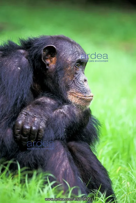 : Tanzania, Gombe National Park. Alpha-male : Tanzania, Gombe National Park. Alpha-male