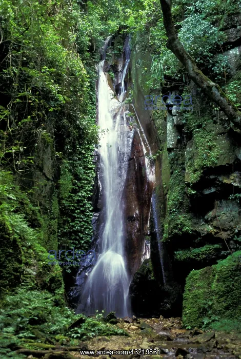  : Tanzania, Gombe National Park. Kakombe Falls
