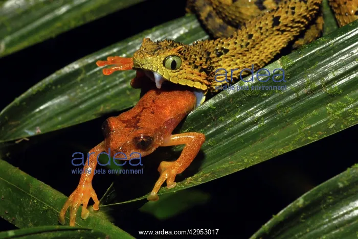: Tanzania Horned Bush Viper - eating an undescribed : Tanzania Horned Bush Viper - eating an undescribed
