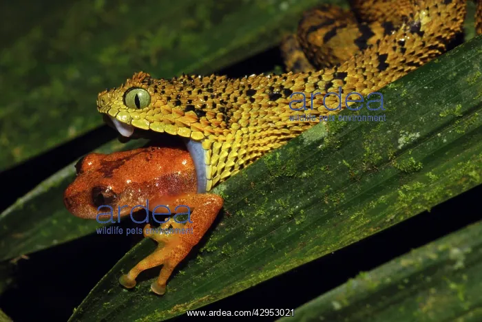 : Tanzania Horned Bush Viper - eating an undescribed : Tanzania Horned Bush Viper - eating an undescribed