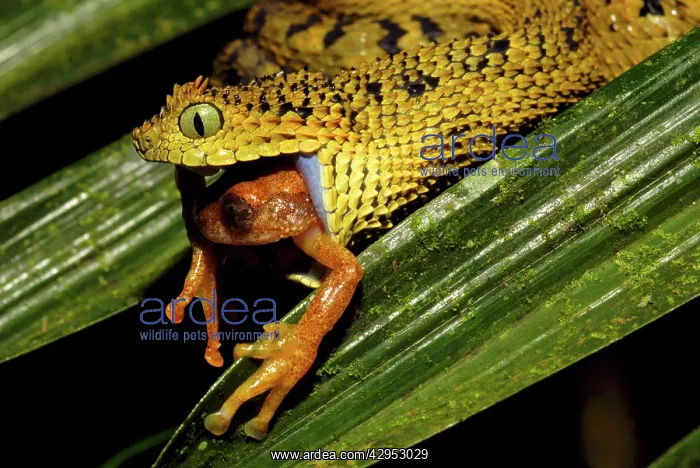 : Tanzania Horned Bush Viper - eating an undescribed : Tanzania Horned Bush Viper - eating an undescribed