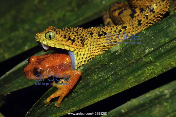 : Tanzania Horned Bush Viper - eating an undescribed : Tanzania Horned Bush Viper - eating an undescribed