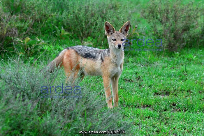 : Tanzania. Jackal in the Serengeti national park : Tanzania. Jackal in the Serengeti national park