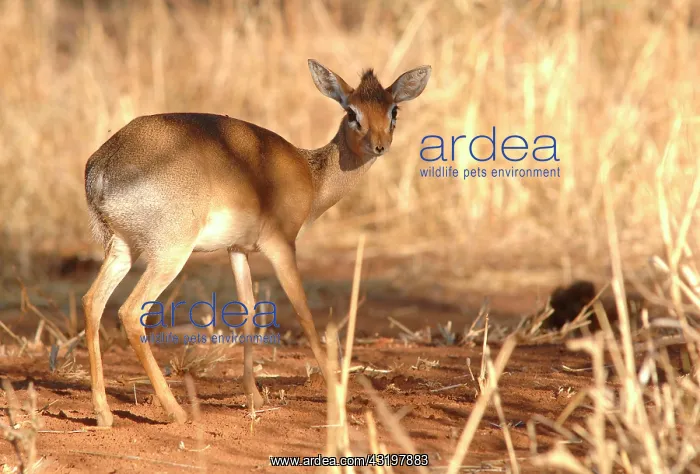 : Tanzania. Kirk dik dik on a rock in the Serengeti : Tanzania. Kirk dik dik on a rock in the Serengeti