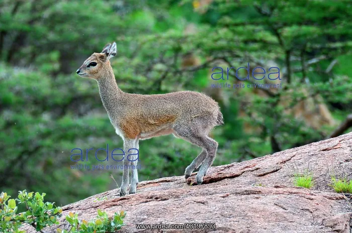 : Tanzania. Klipspringer on a rock in the Serengeti : Tanzania. Klipspringer on a rock in the Serengeti