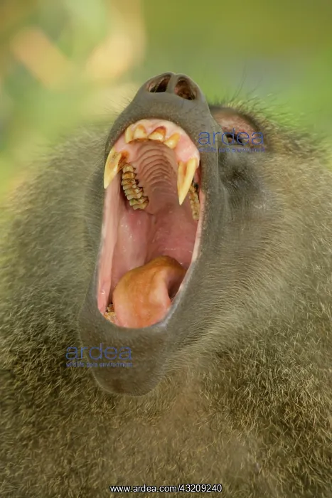 : Tanzania, Lake Manyara. Olive baboon yawning : Tanzania, Lake Manyara. Olive baboon yawning