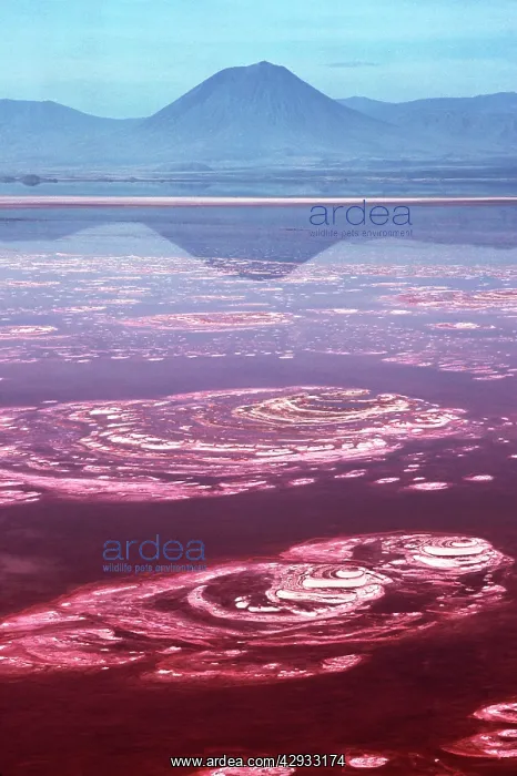 : TANZANIA - Lake Natron, Soda lake / Mt. Lengai : TANZANIA - Lake Natron, Soda lake / Mt. Lengai