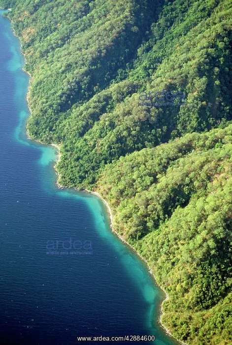  : Tanzania - mixed forest, chimpanzee habitat on