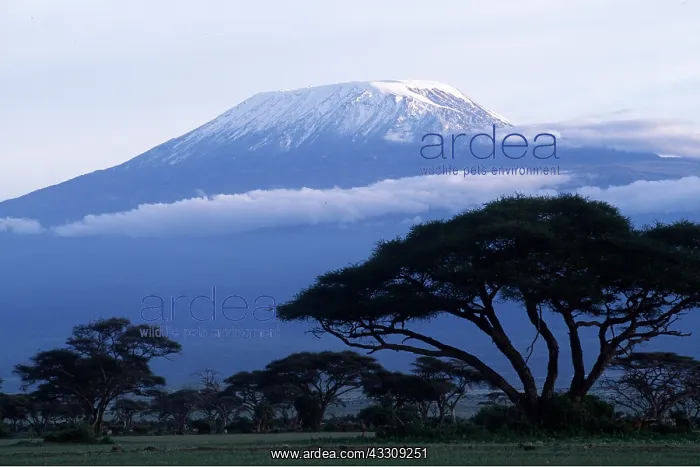  : Tanzania - Mount Kilimanjaro and acacia trees