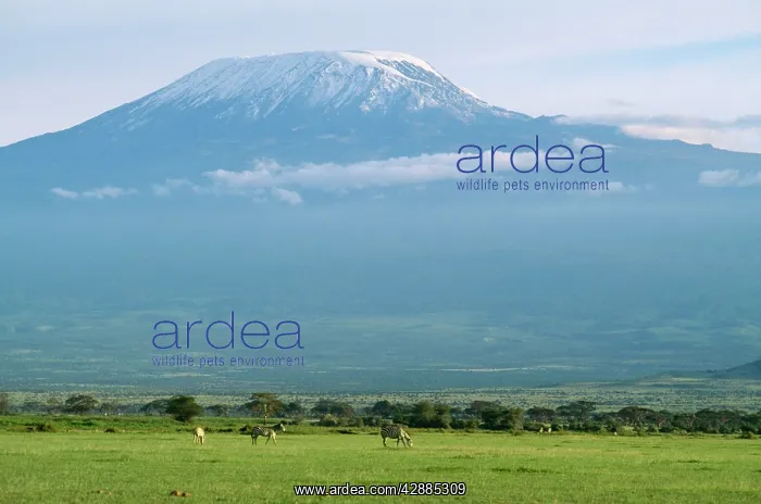  : TANZANIA - Mount Kilimanjaro & Zebra