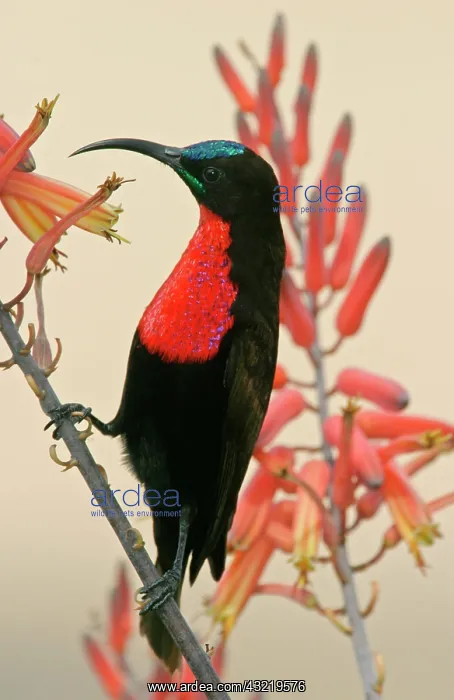 : Tanzania, Ndutu. Close-up of scarlet-breasted : Tanzania, Ndutu. Close-up of scarlet-breasted