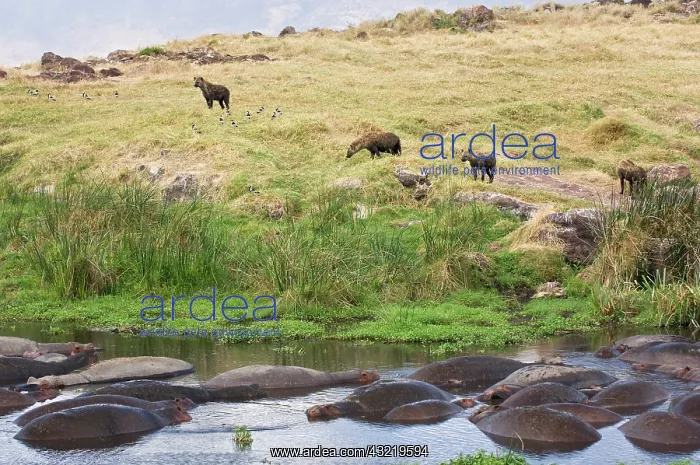 : Tanzania, Ngorongoro Conservation Area : Tanzania, Ngorongoro Conservation Area