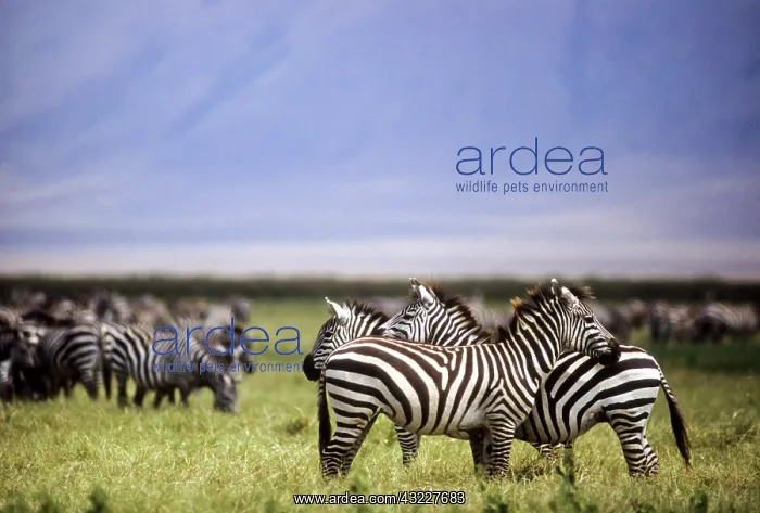 : Tanzania, Ngorongoro Conservation Area : Tanzania, Ngorongoro Conservation Area